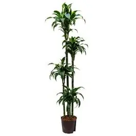 Dracaena Dorado 4-stam | Fabrieksprijs