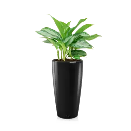 Aglaonema Silver Bay in watergevende Rondo zwart | Online kopen