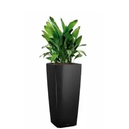 Erg populair - Aspidistra Himalaya in watergevende Cubico Alto zwart