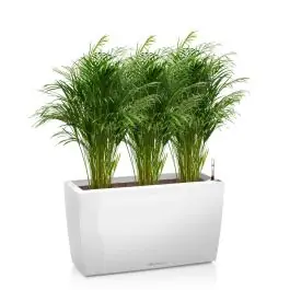 Areca Lutescens in watergevende Cararo wit | Topprijs