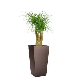 Premiumkwaliteit - Beaucarnea in watergevende Cubico bruin