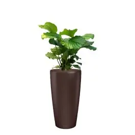 Professionele kwaliteit - Calathea Orbifolia in watergevende Rondo bruin