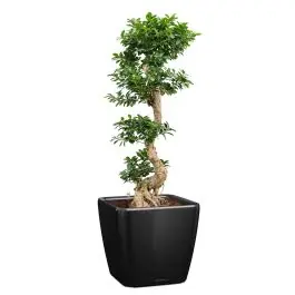 Extra korting | Ficus Bonsai in watergevende Quadro zwart