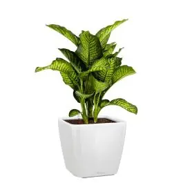 Dieffenbachia Maroba in watergevende Quadro wit | Koop vandaag