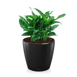 Zeer goed beoordeeld - Aglaonema Maria in watergevende Classico zwart