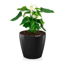 Bijna uitverkocht | Anthurium wit in watergevende Classico zwart