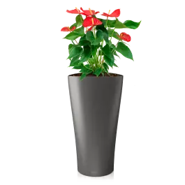 Anthurium rood in watergevende Delta antraciet | Rechtstreeks uit de fabriek
