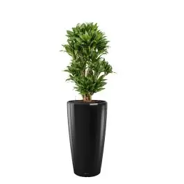 Nieuw binnengekomen | Dracaena Compacta in watergevende Rondo zwart