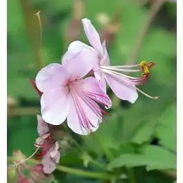 Uitverkoop | Geranium Ingwersens Variety
