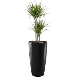 Net gelanceerd - Dracaena Marginata in watergevende Rondo zwart
