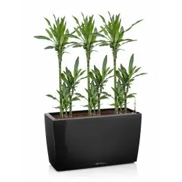 Online bestelbaar - Dracaena Janet Lind in watergevende Cararo zwart