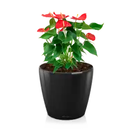 Goed beoordeeld - Anthurium rood in watergevende Classico zwart