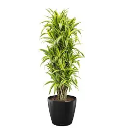 Dracaena Lemon Lime in watergevende Classico zwart | Aanbieding