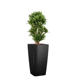 Dracaena Compacta in watergevende Cubico zwart | Klantfavoriet