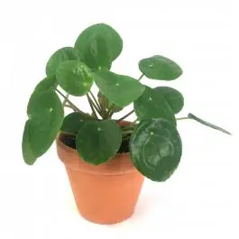 Pilea Peperomioides in Terracotta - Bestel nu