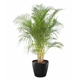 Areca Lutescens in watergevende classico zwart - Outlet