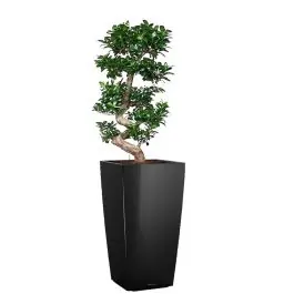 Ficus Bonsai in watergevende Cubico zwart | Hoge kwaliteit