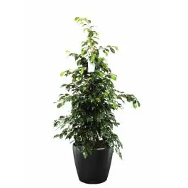 Uitverkoop - Ficus Benjamina in watergevende Classico zwart