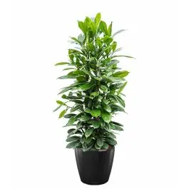 Direct leverbaar | Ficus Cyathistipula in watergevende Classico zwart
