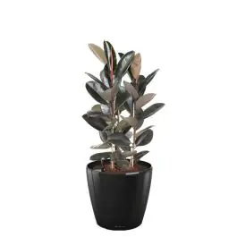 Gratis retourneren | Ficus Abidjan in watergevende Classico zwart