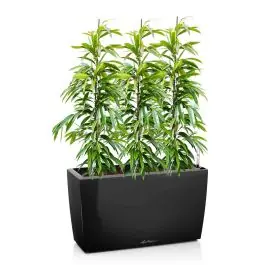Ficus Amstel King in watergevende Cararo zwart - Koopje