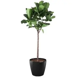 Klaar voor verzending - Ficus Lyrata op stam in watergevende Classico zwart