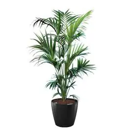 Extra korting | Kentia Howea in watergevende Classico zwart