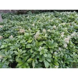 Pachysandra terminalis - Extra voordeel