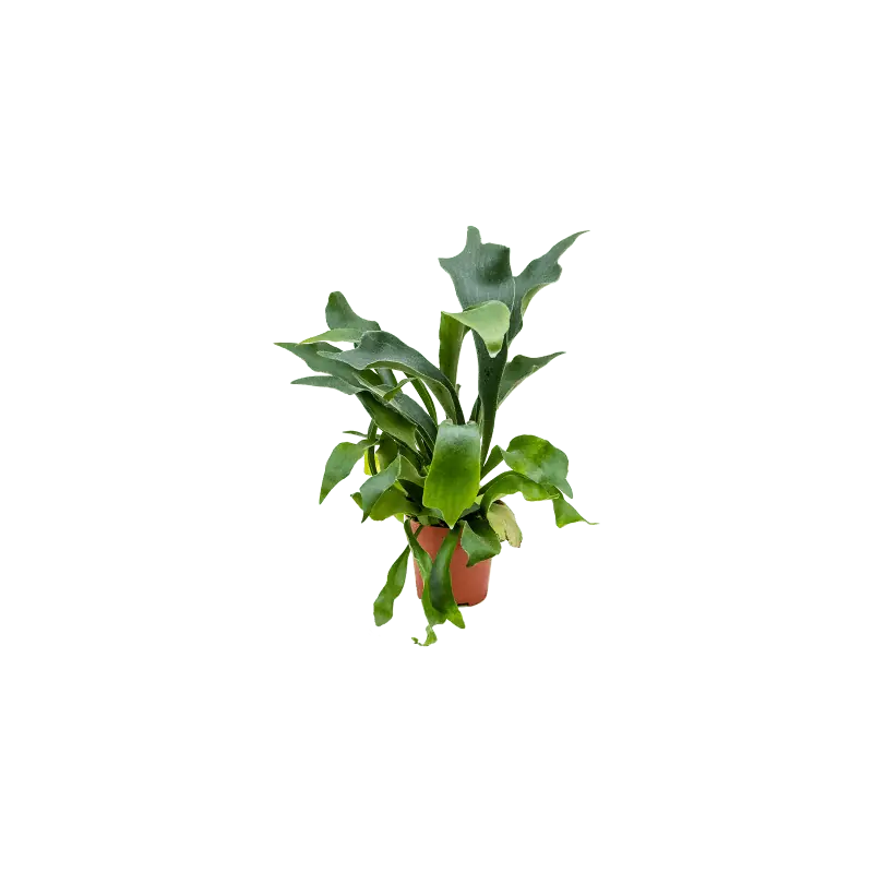 Expreslevering | Platycerium bifurcatum
