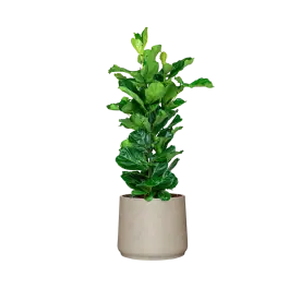 Ficus Lyrata in Rugged Patt grijs - Populair bij klanten