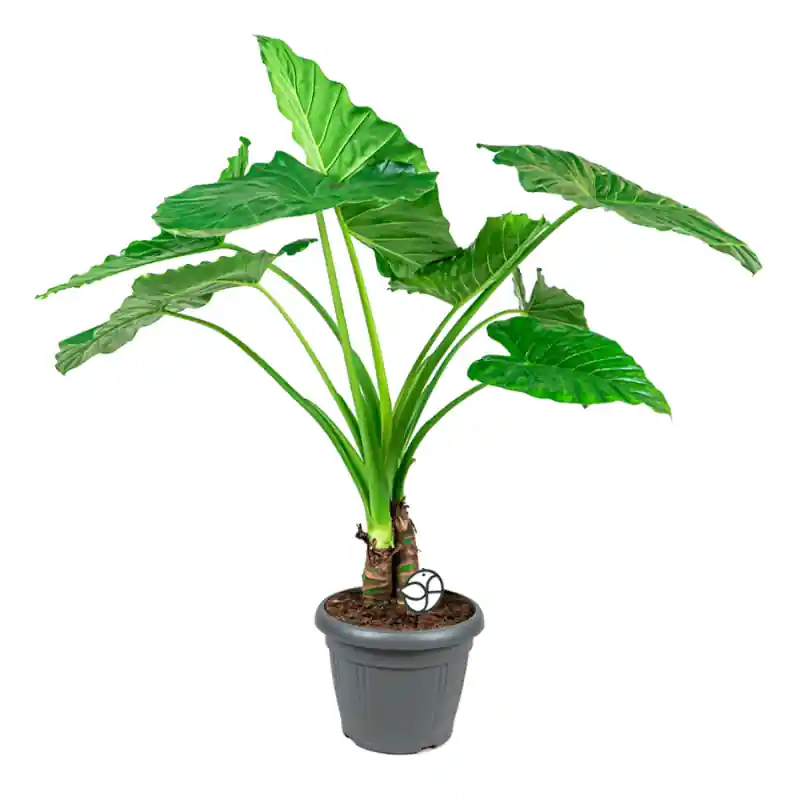 Alocasia macrorrhiza | Topkwaliteit