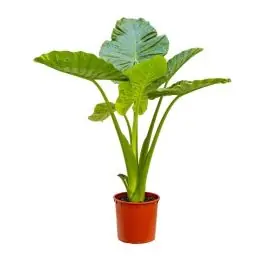 Alocasia calidora | Premiumkwaliteit