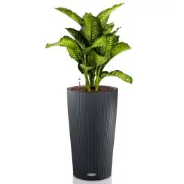 Dieffenbachia Maroba in watergevende Cilindro antraciet - Expreslevering