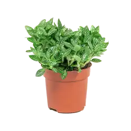 Bespaar nu - Fittonia verschaffeltii
