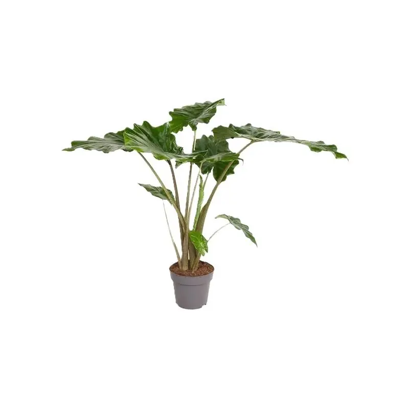 Alocasia Portodora - Eenvoudig retourneren