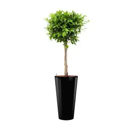 Ficus Nitida hydrocultuur in Runner rond zwart | Topprijs