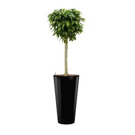 Zeer goed beoordeeld - Ficus op stam hydrocultuur in Runner rond zwart