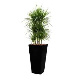 Voordelig - Dracaena Marginata hydrocultuur in Runner vierkant zwart