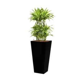 Topdeal - Dracaena Lemon Lime hydrocultuur in Runner vierkant zwart
