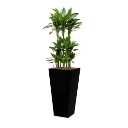 Laatste dagen | Dracaena Janet Lind hydrocultuur in Runner vierkant zwart
