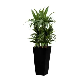 Populair | Dracaena Janet Craig hydrocultuur in Runner vierkant zwart