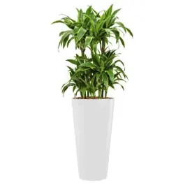 Nieuw | Dracaena Arturo hydrocultuur in Runner rond wit