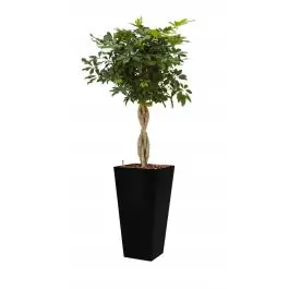 Veilige betaling | Schefflera Arboricola hydrocultuur in Runner vierkant zwart