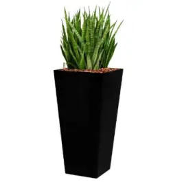 Sansevieria Kirkii hydrocultuur in Runner vierkant zwart - Flitsaanbieding