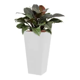 Philodendron Imperial Red hydrocultuur in Runner vierkant wit - Veel gekozen