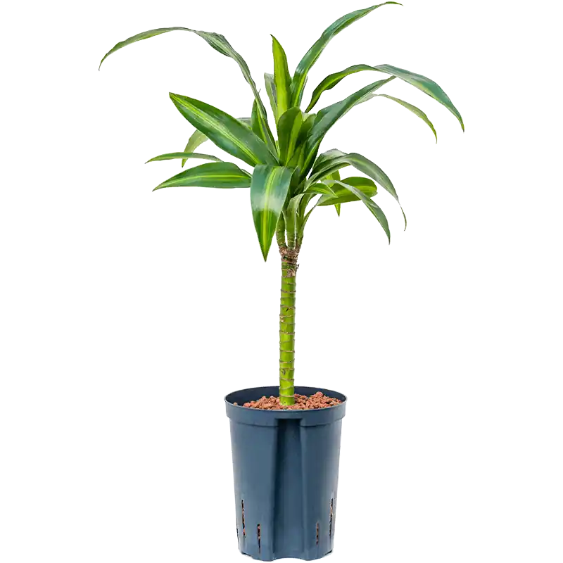 Dracaena Hawaiian Sunshine - Topkwaliteit