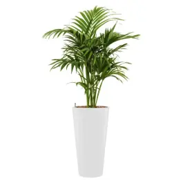 Kentia Howea hydrocultuur in Runner rond wit - Voordelig
