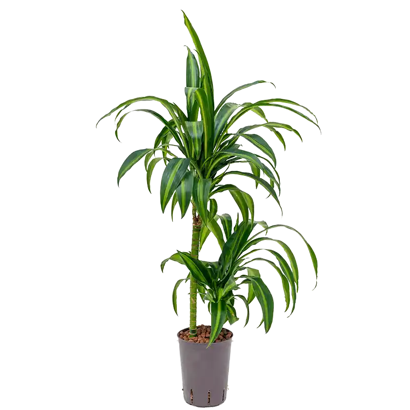 Dracaena Hawaiian Sunshine 2-stam - Snelle levering