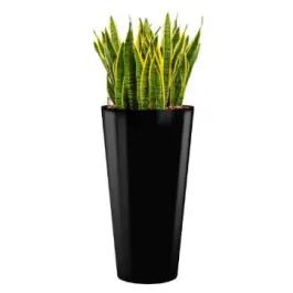 Hoge kwaliteit - Sansevieria Laurentii hydrocultuur in Runner rond zwart