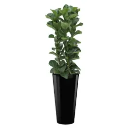 Prijs verlaagd - Ficus Bambino hydrocultuur in Runner Rond zwart